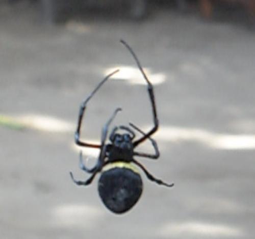 Réf. 191 725 : Nephilingis cruentata